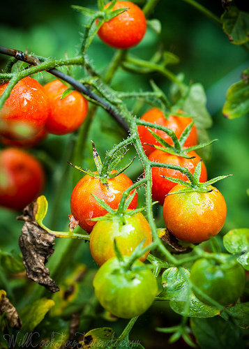 Cherry Tomatoes