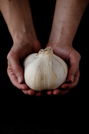 Elephant Garlic – What It Is & How To Use It (FAK Friday) 9689591420_27c4ed99c8_c