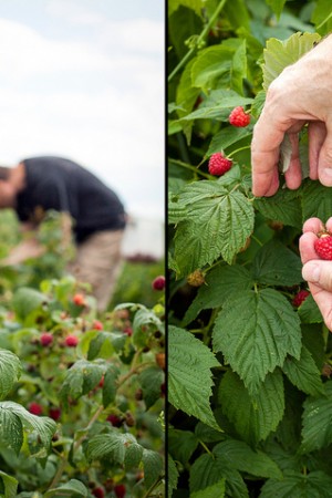 Raspberry Chocolate Chunk Sorbet & Raspberry Picking 9716797123_6e88cc08c5_z