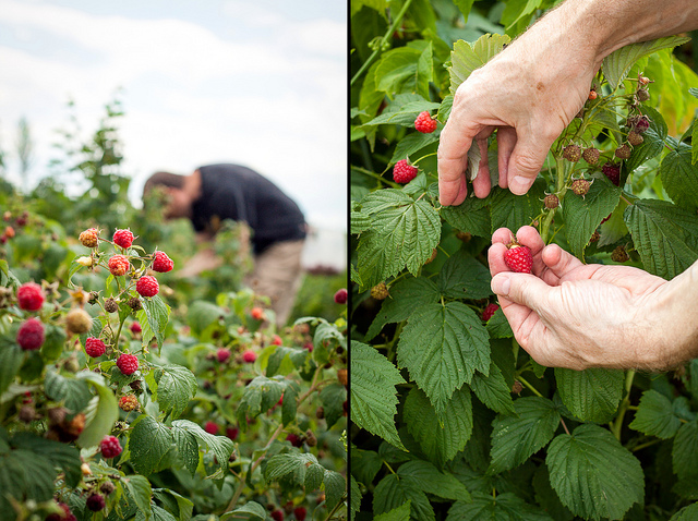 Raspberry Picking, August 2013