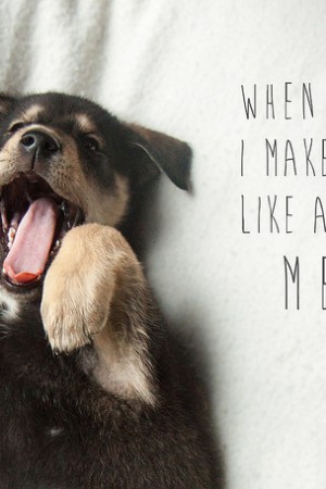 Dog Gone Puppy Training (Maternity Leave) 10163884555_2ed5dfcded_z