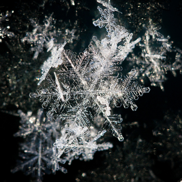 Snowflake (photo by Willow Arlen)