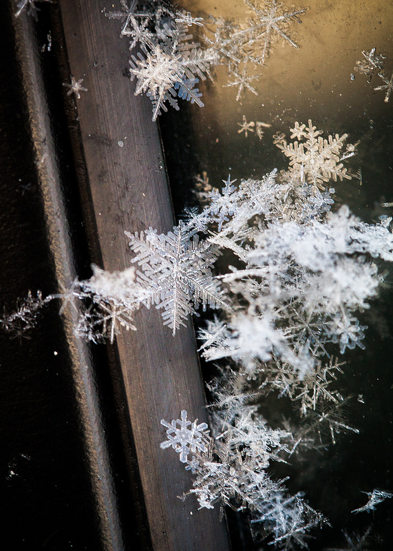 Snowflakes (photo by Willow Arlen)