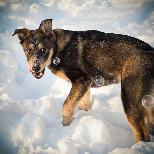 Neko the Bubble Killer (photo by Willow Arlen)