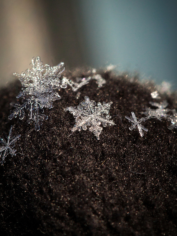 Snowflakes on the tip of my finger (photo by Willow Arlen)