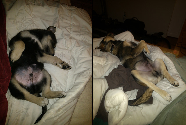 Before and After - 6 Months of Puppyhood