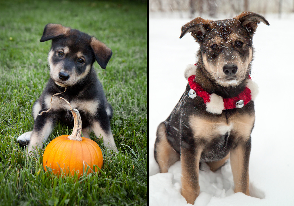 Before and After - 6 Months of Puppyhood
