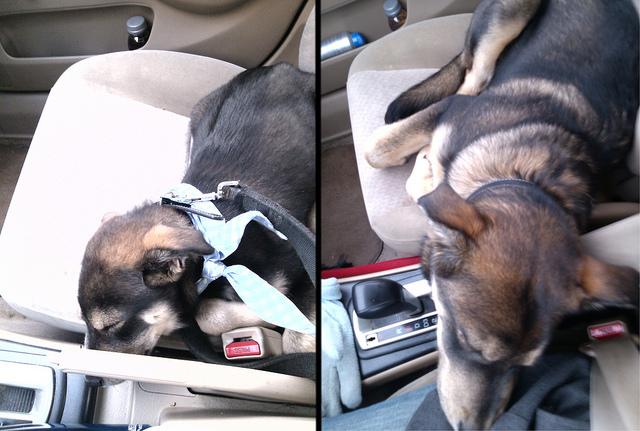 Before and After - 6 Months of Puppyhood