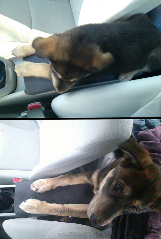 Before and After - 6 Months of Puppyhood