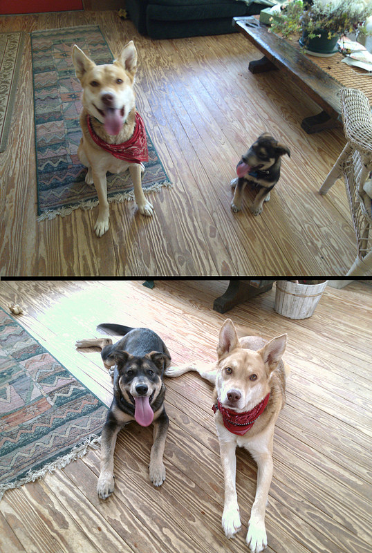 Before and After - 6 Months of Puppyhood
