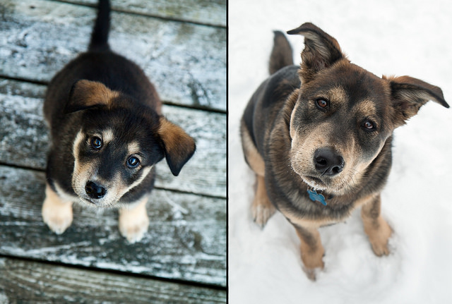 Before and After - 6 Months of Puppyhood