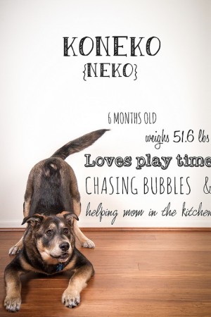 Before and After – 6 Months of Puppyhood Neko featured image